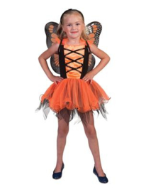 Vlinder belle oranje