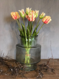 Papegaai tulpen met rood bosje 5 stuks