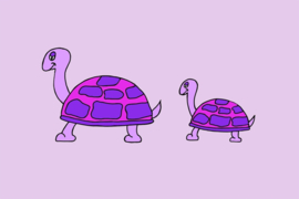 Schildpadden Paars en Roze