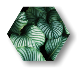 Leaf -Hexagon op 3mm plaat diverse afm