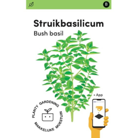 Makkelijke Moestuin Basilicum Bascuro, Donkergroene