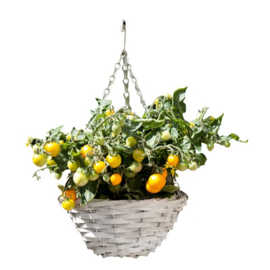 Buzzy® Happy Garden, Hanging Basket Tomaat