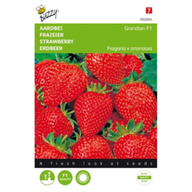 Buzzy® Aardbeien Grandian F1