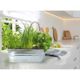 Buzzy® Small Garden Tasty kitchen herbs