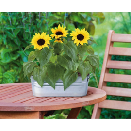 Buzzy® Small Garden Happy Sunflower