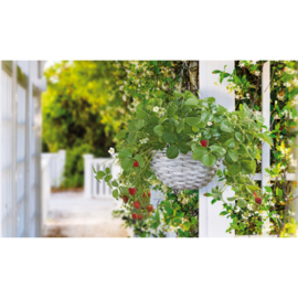 Buzzy® Hanging Basket Aardbei