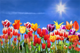 Tulpen Kleuren Diamond Painting full
