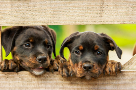 Rottweiler puppy's  Diamond Painting full