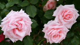 Rozen Roze Diamond Painting full