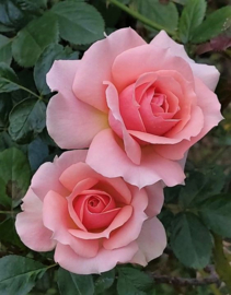 Roze Rozen Diamond Painting