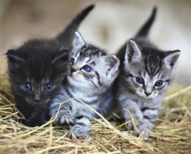 Kittens Diamond Painting full