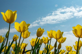 Tulpen Diamond Painting full