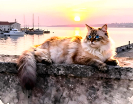 Kat bij haven Diamond Painting