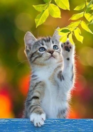 Kitten Diamond Painting full