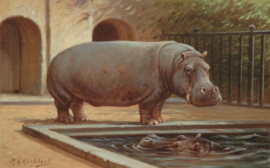 Koekkoek nijlpaard Artis Diamond Painting