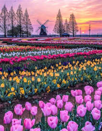 Bloemenvelden Molen Diamond Painting full