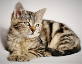 Kitten Diamond Painting full