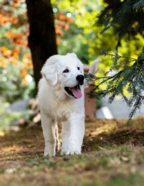 Puppy in bos Diamond Painting full