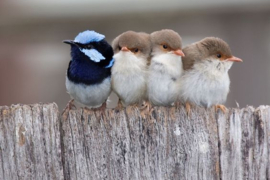 Vogels op een rij Diamond Painting