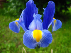 Iris Diamond Painting full