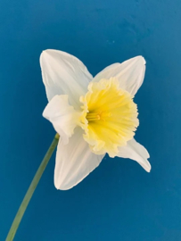 Narcis Diamond Painting full