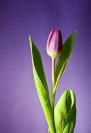 Tulp lang Diamond Painting full