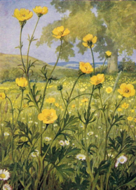 Boterbloemen Diamond Painting