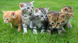 Kittens op rij Diamond Painting full