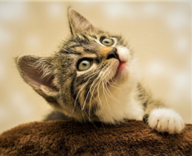 Kitten Diamond Painting full