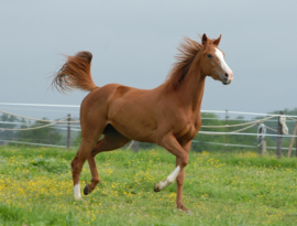 Paard bruin Diamond Painting full