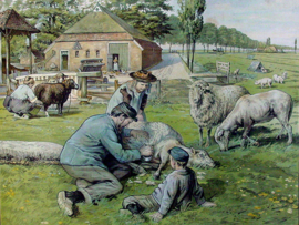 Schapen scheren Diamond Painting full