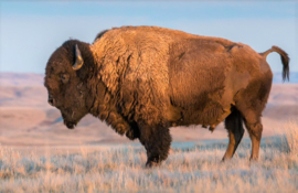 Bison Diamond Painting full