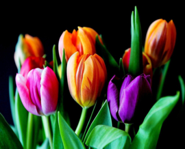 Tulpen Diamond Painting full