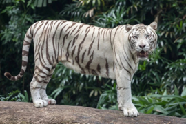 Witte Tijger Diamond Painting full