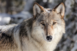 Wolf Diamond Painting full
