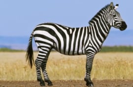 Zebra Diamond Painting full