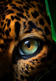 Panter Oog Diamond Painting