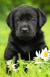 Puppy zwart Diamond Painting full