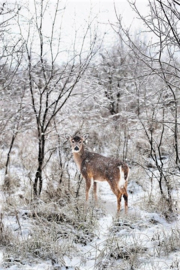 Hert in de sneeuw diamond painting full