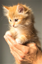 Kitten Diamond Painting full