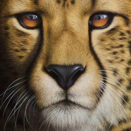 Cheetah Kop Diamond Painting full