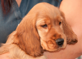 Spaniel Puppy Diamond Painting full