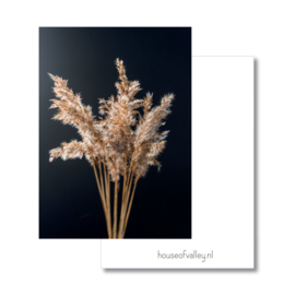 A4 poster | Pampas | Zwart