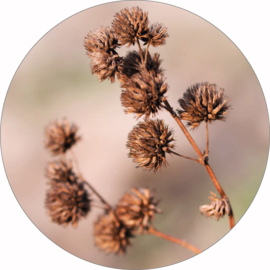 Muurcirkel House of Valley | Dried Flower