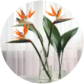 Muurcirkel House of Valley | Strelitzia | UITLOPEND!