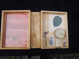 Boomboek Zwarte Els   Xylotheek