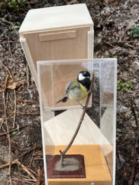 Vitrines voor opgezette vogels  + transportkistje