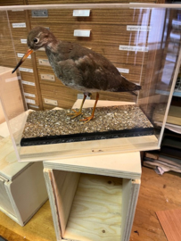 Vitrines voor opgezette vogels  + transportkistje