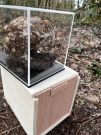 Vitrines voor opgezette vogels  + transportkistje