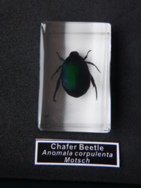 Chaverbeetle